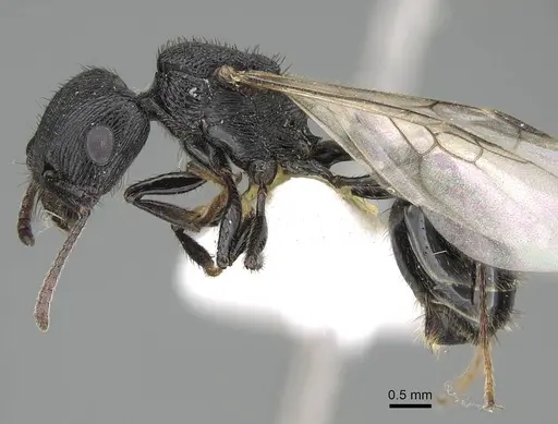 Pogonomyrmex brevibarbis - CASENT0922085