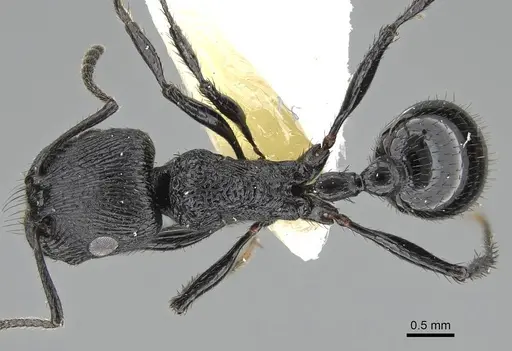 Pogonomyrmex brevibarbis - CASENT0922086