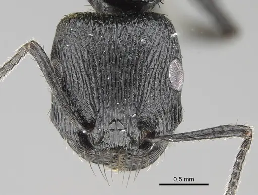 Pogonomyrmex brevibarbis - CASENT0922086