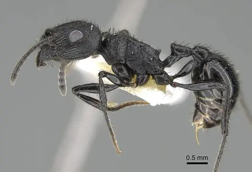 Pogonomyrmex brevibarbis - CASENT0922086