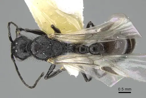 Pogonomyrmex brevibarbis - CASENT0922088