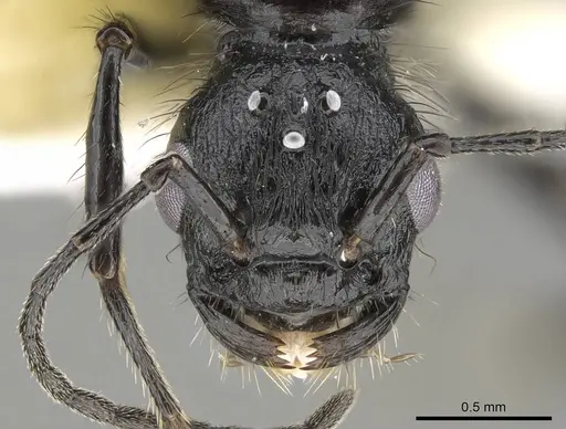 Pogonomyrmex brevibarbis - CASENT0922088