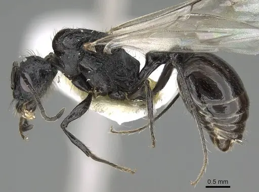 Pogonomyrmex brevibarbis - CASENT0922088