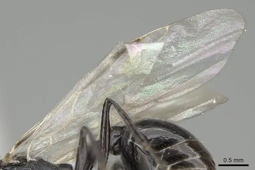 Pogonomyrmex brevibarbis - CASENT0922088