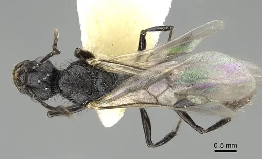 Pogonomyrmex brevibarbis - CASENT0922089