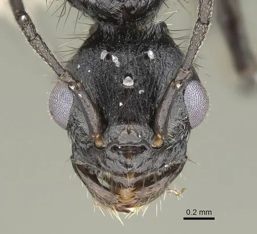 Pogonomyrmex brevibarbis - CASENT0922089