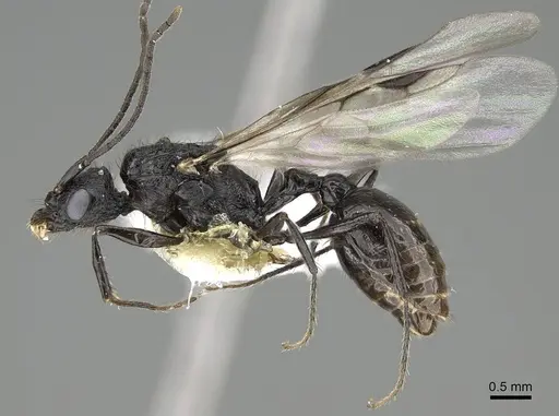 Pogonomyrmex brevibarbis - CASENT0922089