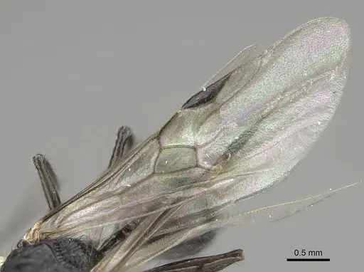 Pogonomyrmex brevibarbis - CASENT0922089