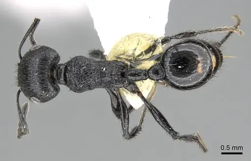 Pogonomyrmex brevibarbis - CASENT0922091