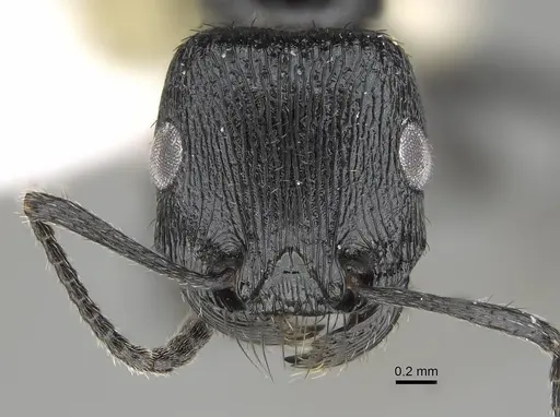 Pogonomyrmex brevibarbis - CASENT0922091