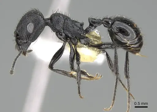 Pogonomyrmex brevibarbis - CASENT0922091