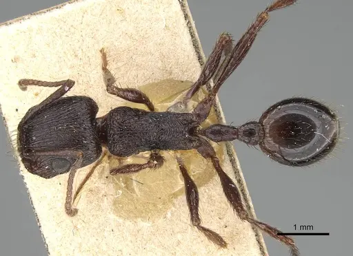 Pogonomyrmex brevibarbis - CASENT0922098