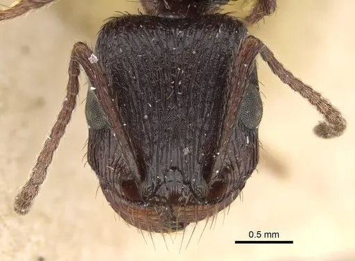 Pogonomyrmex brevibarbis - CASENT0922098