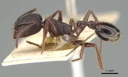 Pogonomyrmex brevibarbis - CASENT0922098