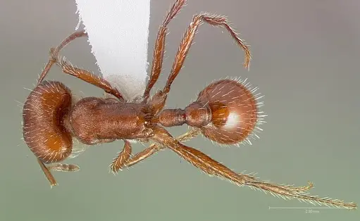 Pogonomyrmex brevispinosus specimen