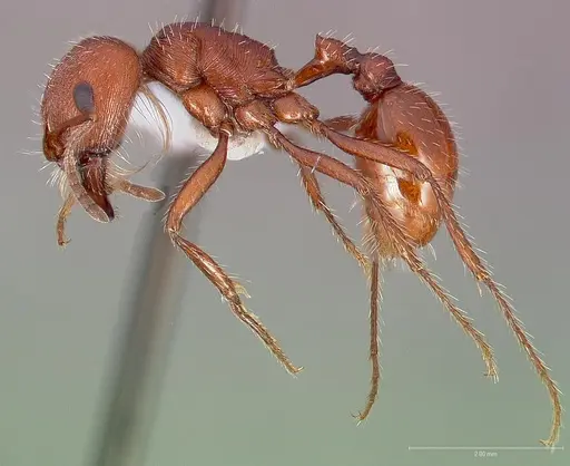 Pogonomyrmex brevispinosus specimen