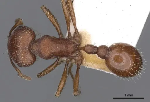 Pogonomyrmex brevispinosus - CASENT0900377
