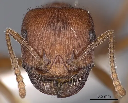 Pogonomyrmex brevispinosus - CASENT0900377