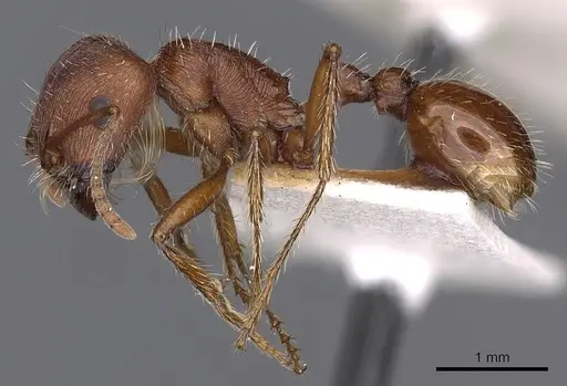 Pogonomyrmex brevispinosus - CASENT0900377