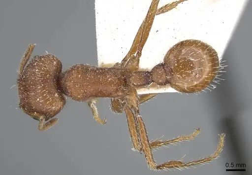 Pogonomyrmex brevispinosus - CASENT0914096