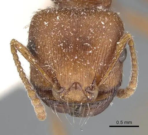 Pogonomyrmex brevispinosus - CASENT0914096