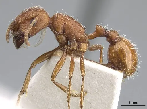 Pogonomyrmex brevispinosus - CASENT0914096