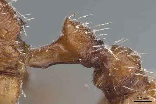 Pogonomyrmex brevispinosus - CASENT0914096