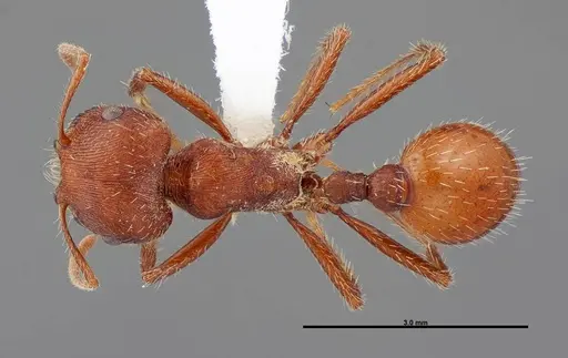 Pogonomyrmex brevispinosus - FMNHINS0000058896