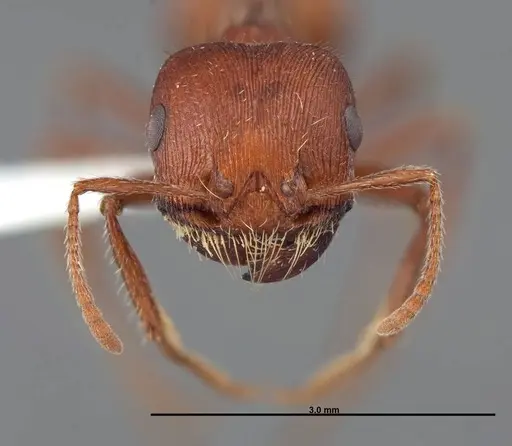 Pogonomyrmex brevispinosus - FMNHINS0000058896