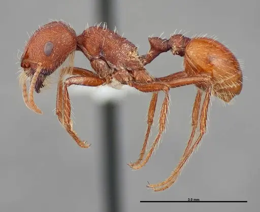 Pogonomyrmex brevispinosus - FMNHINS0000058896