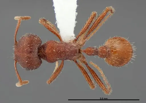 Pogonomyrmex brevispinosus - FMNHINS0000083116