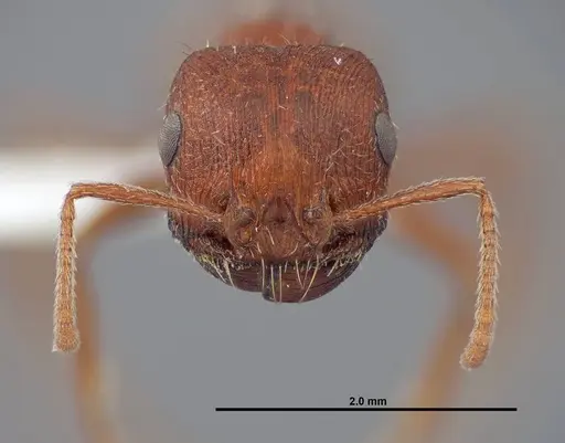 Pogonomyrmex brevispinosus - FMNHINS0000083116