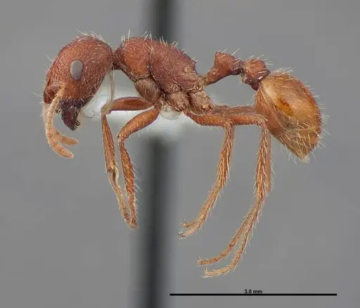 Pogonomyrmex brevispinosus - FMNHINS0000083116