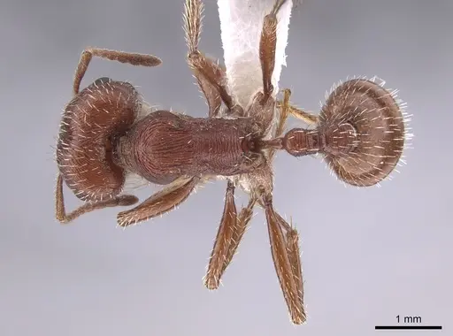 Pogonomyrmex brevispinosus - TESC000007978