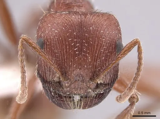 Pogonomyrmex brevispinosus - TESC000007978