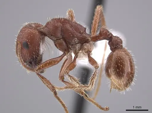 Pogonomyrmex brevispinosus - TESC000007978