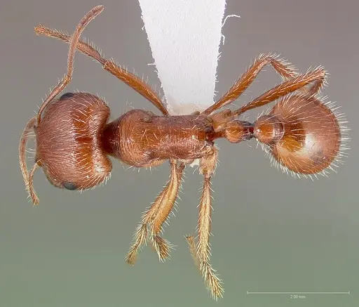 Pogonomyrmex californicus - CASENT0005710