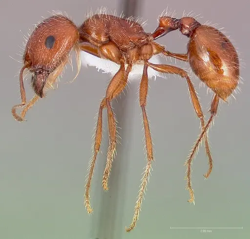 Pogonomyrmex californicus - CASENT0005710