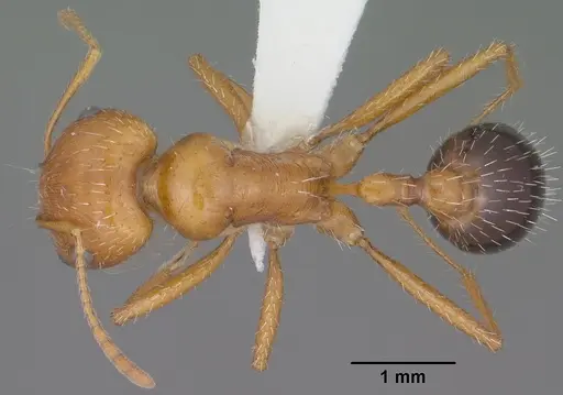 Pogonomyrmex californicus - CASENT0102895