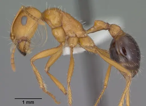 Pogonomyrmex californicus - CASENT0102895