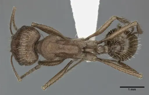 Pogonomyrmex californicus - CASENT0246125