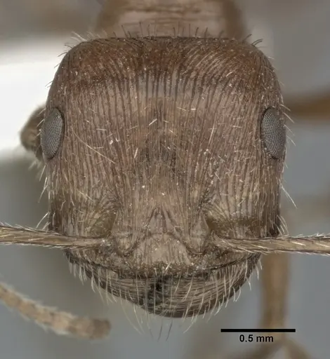 Pogonomyrmex californicus - CASENT0246125