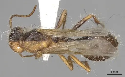 Pogonomyrmex californicus - CASENT0281115