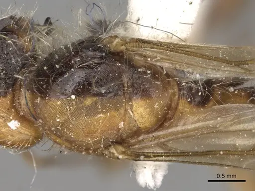 Pogonomyrmex californicus - CASENT0281115