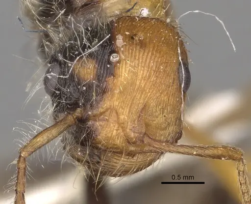 Pogonomyrmex californicus - CASENT0281115