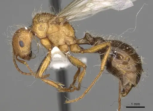 Pogonomyrmex californicus - CASENT0281115