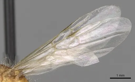 Pogonomyrmex californicus - CASENT0281115