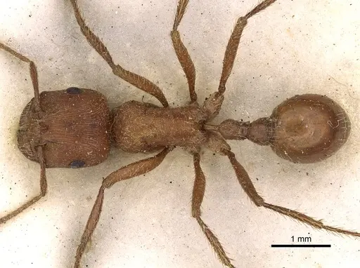 Pogonomyrmex californicus - CASENT0900376