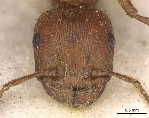 Pogonomyrmex californicus - CASENT0900376