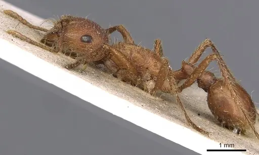 Pogonomyrmex californicus - CASENT0900376